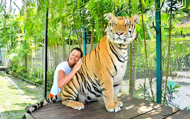 Tourist interacting with a tiger at Tiger Park Pattaya, Thailand.