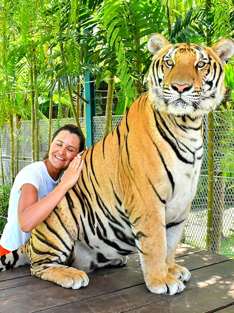 Tourist interacting with a tiger at Tiger Park Pattaya, Thailand.