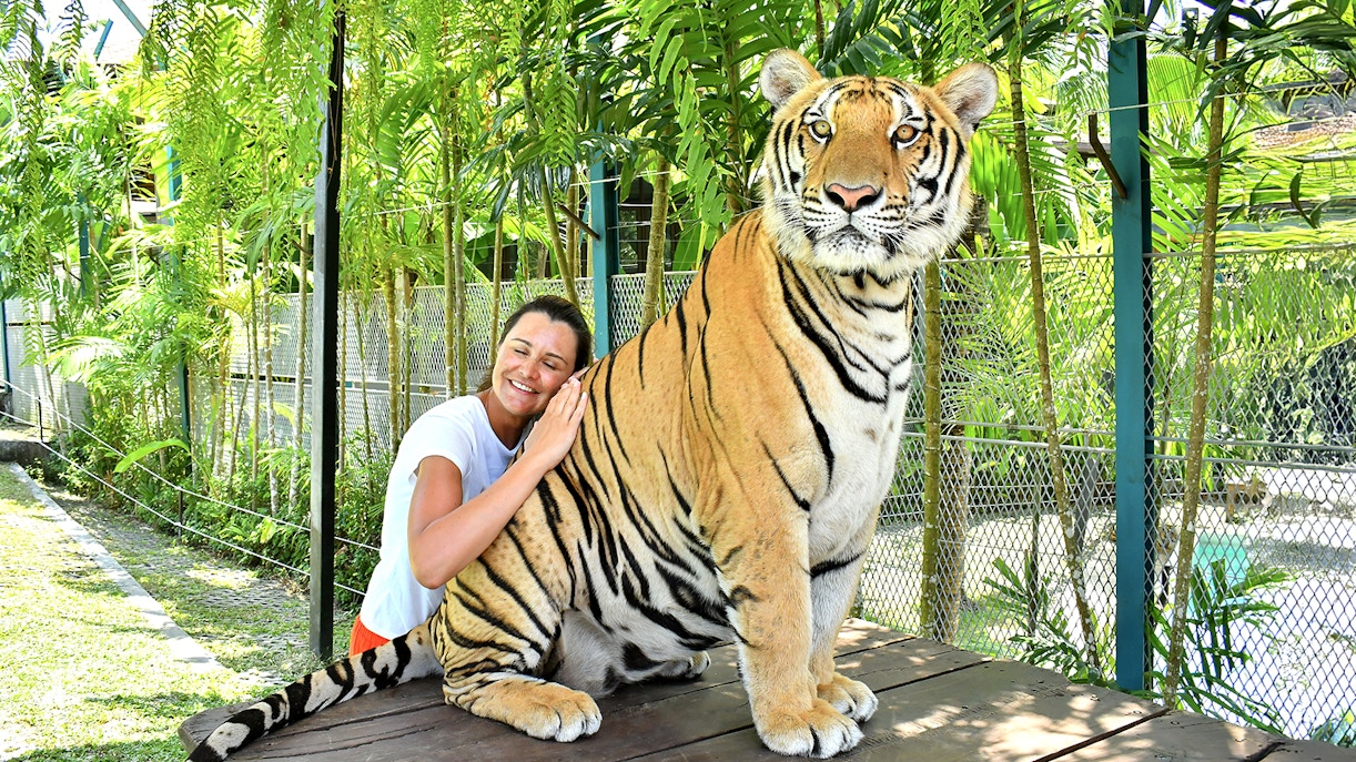 tiger park pataya visitor
