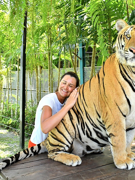 Tourist interacting with a tiger at Tiger Park Pattaya, Thailand.
