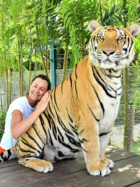 Tourist interacting with a tiger at Tiger Park Pattaya, Thailand.