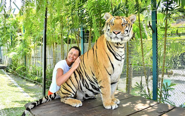 Tourist interacting with a tiger at Tiger Park Pattaya, Thailand.