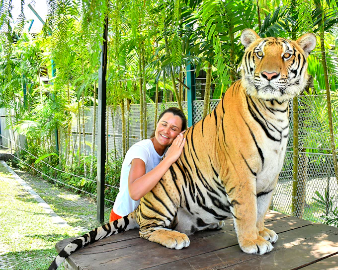 Tiger Park Tickets with Tiger Play Packages: Non-Thai Residents
