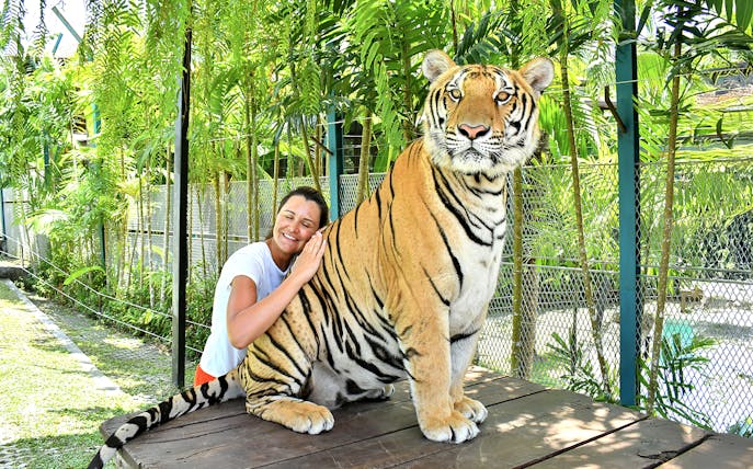 Tourist interacting with a tiger at Tiger Park Pattaya, Thailand.