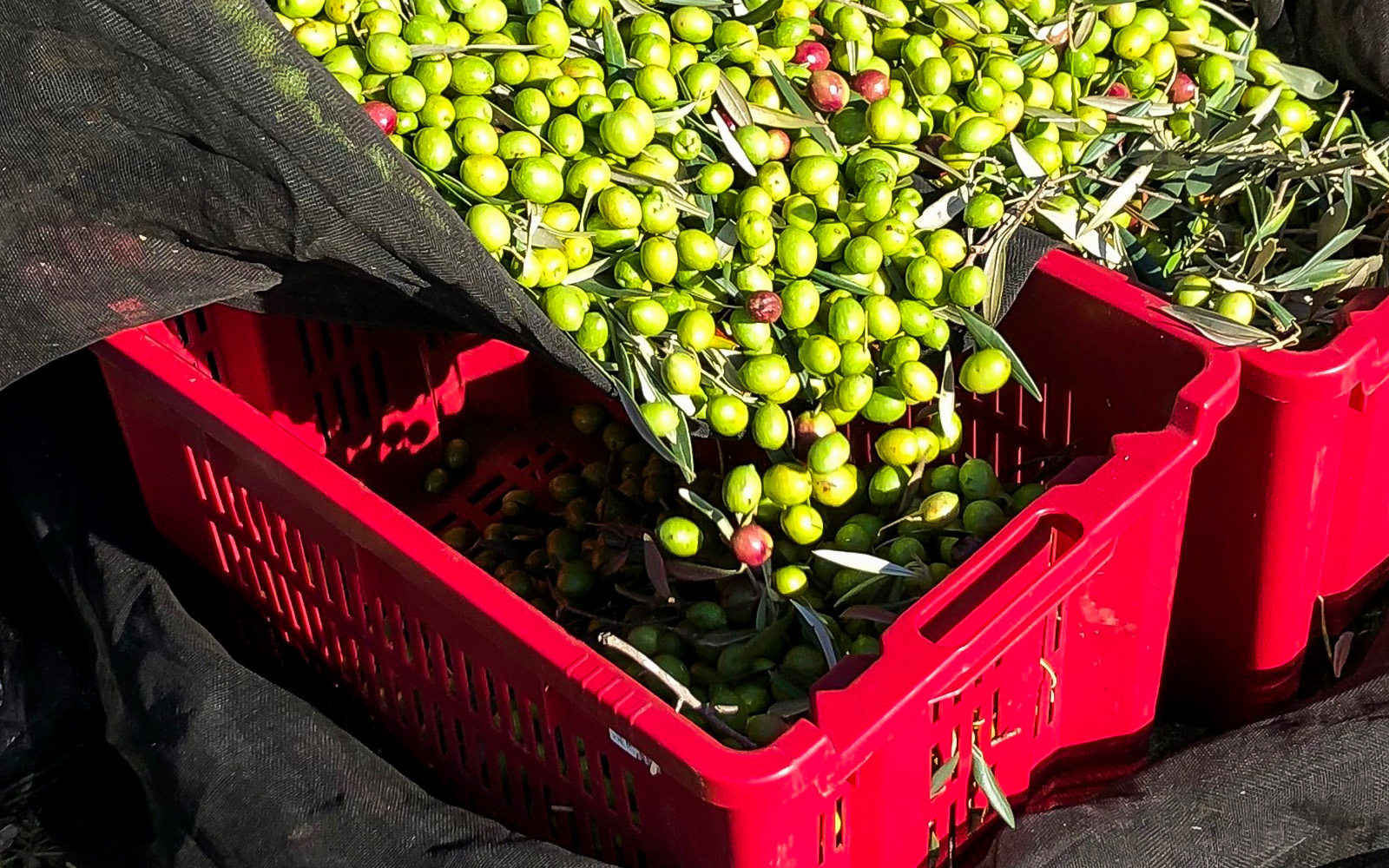 Olive Oil Tasting Sardinia Tour with Guide