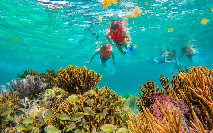 3 Hidden Cenotes and Puerto Morelos Reef Guided Snorkeling Tour