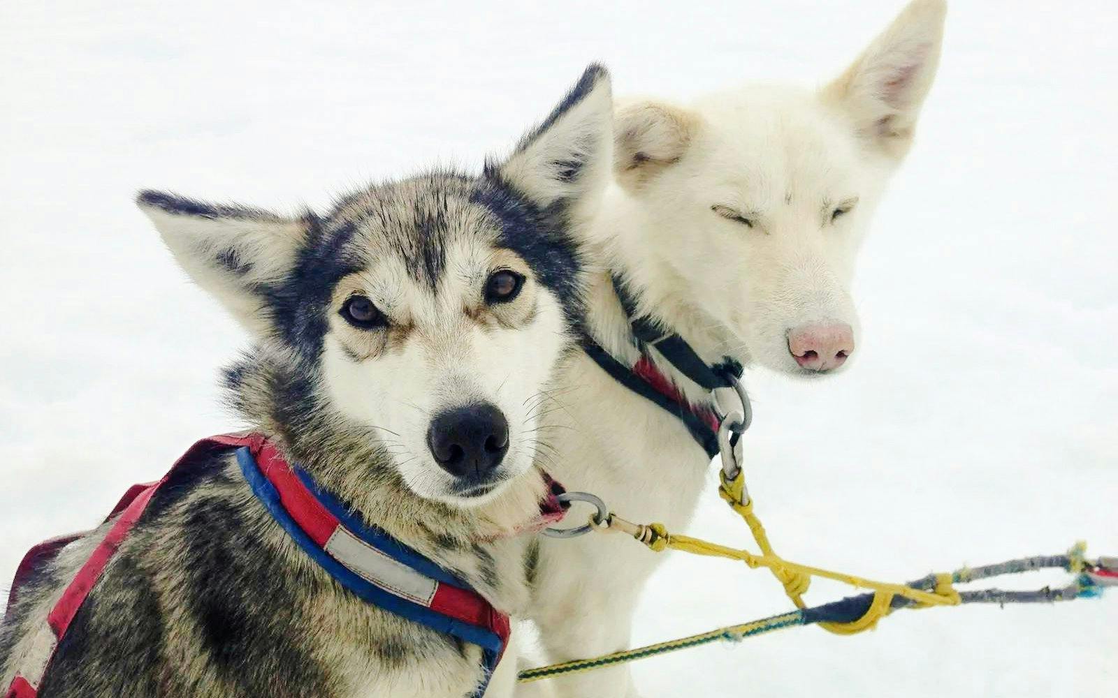 Sled dogs harnessed for a Juneau glacier landing and dog sledding tour.