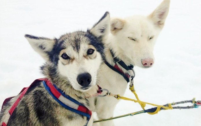 Sled dogs harnessed for a Juneau glacier landing and dog sledding tour.