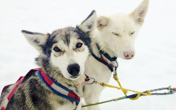 Sled dogs harnessed for a Juneau glacier landing and dog sledding tour.