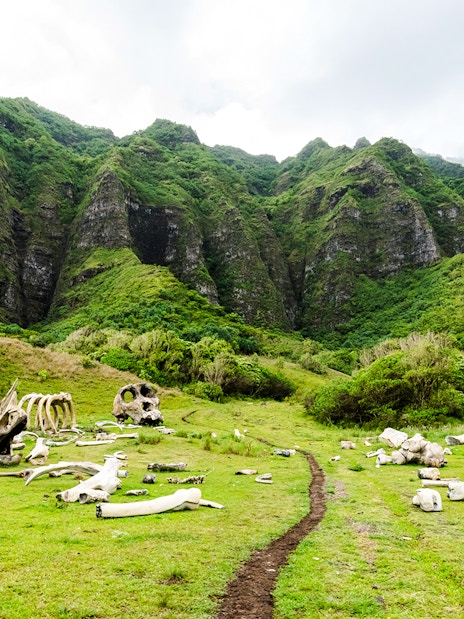 Dinosaur bones on grassy field at Kualoa Ranch, Oahu, Hawaii with lush mountains in background.
