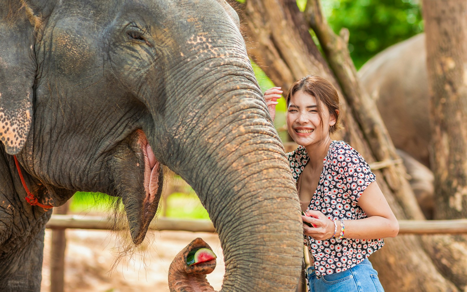 Tourists feeding and showering elephants at Elephant Jungle Sanctuary, Phuket.