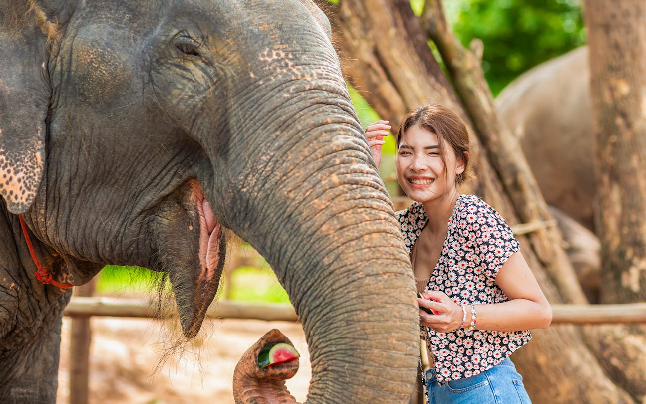 Tourist feeding an elephant at Elephant Jungle Sanctuary, Phuket.