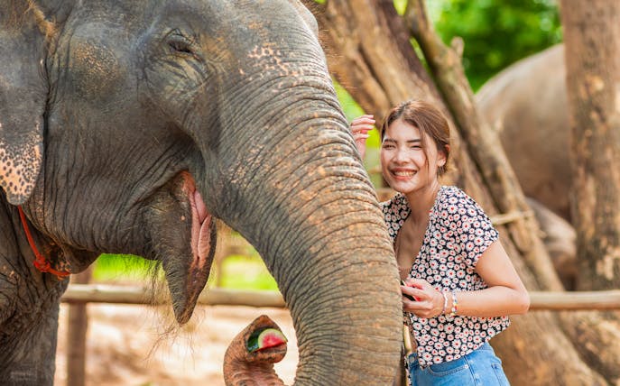 Tourist feeding an elephant at Elephant Jungle Sanctuary, Phuket.