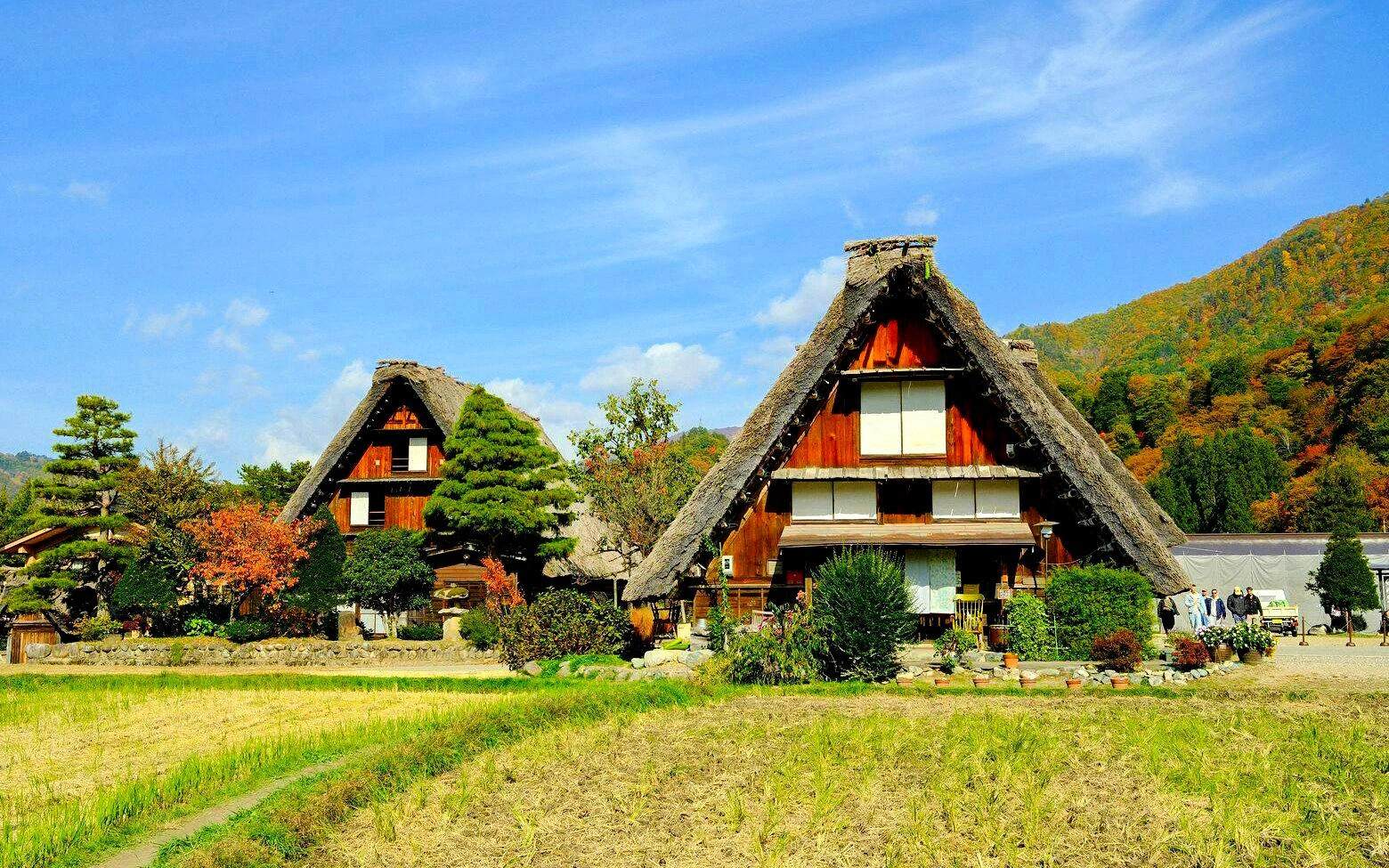 Thatch-roof farmhouses in Ogimachi, Shirakawa, Japan, surrounded by fields and trees.