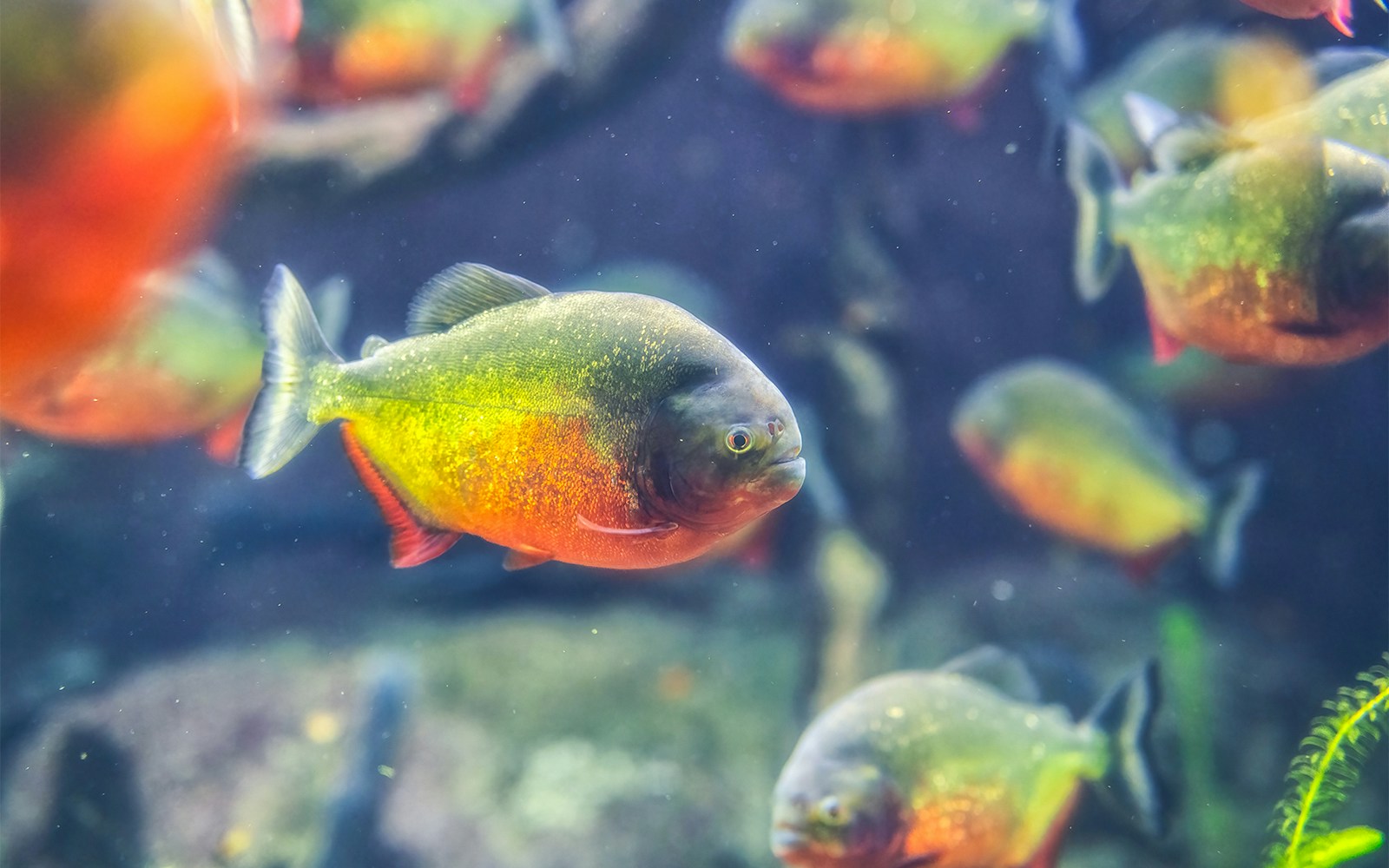 Genoa Aquarium - Tropical Fresh Waters