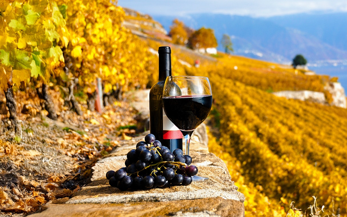 Glass of red wine and grapes with Lavaux vineyards in the background, Switzerland.