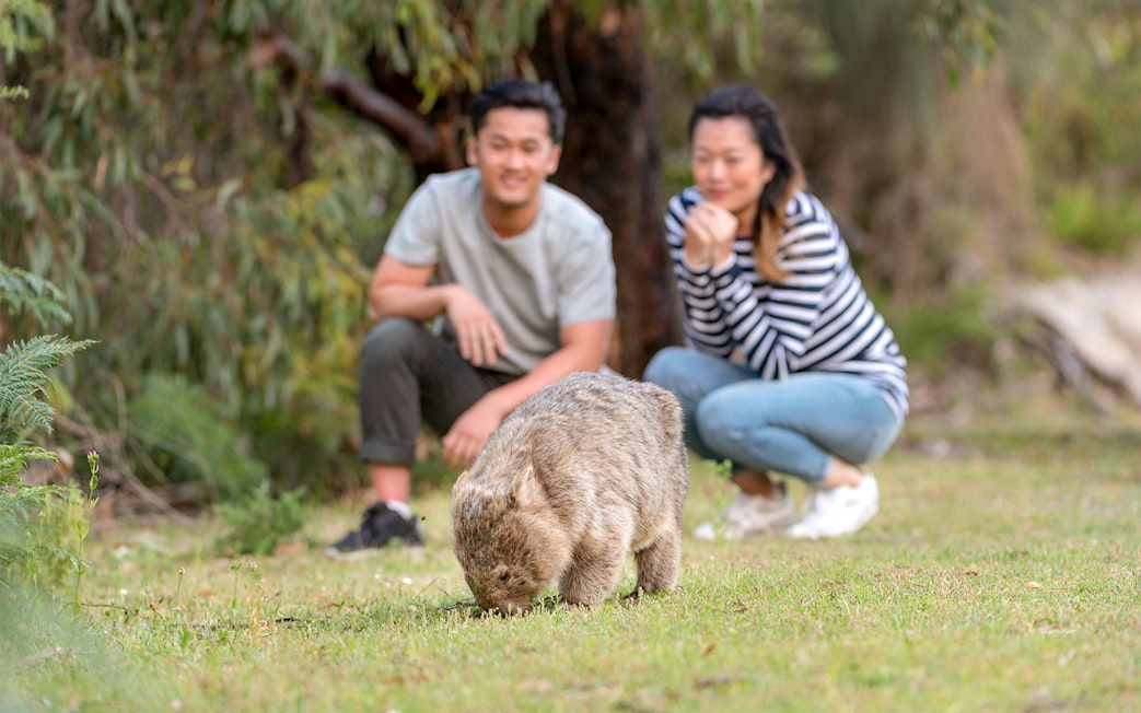 Wombat grazing with tourists observing at Wilsons Promontory National Park.