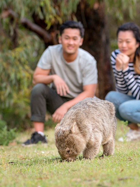 Wombat grazing with tourists observing at Wilsons Promontory National Park.