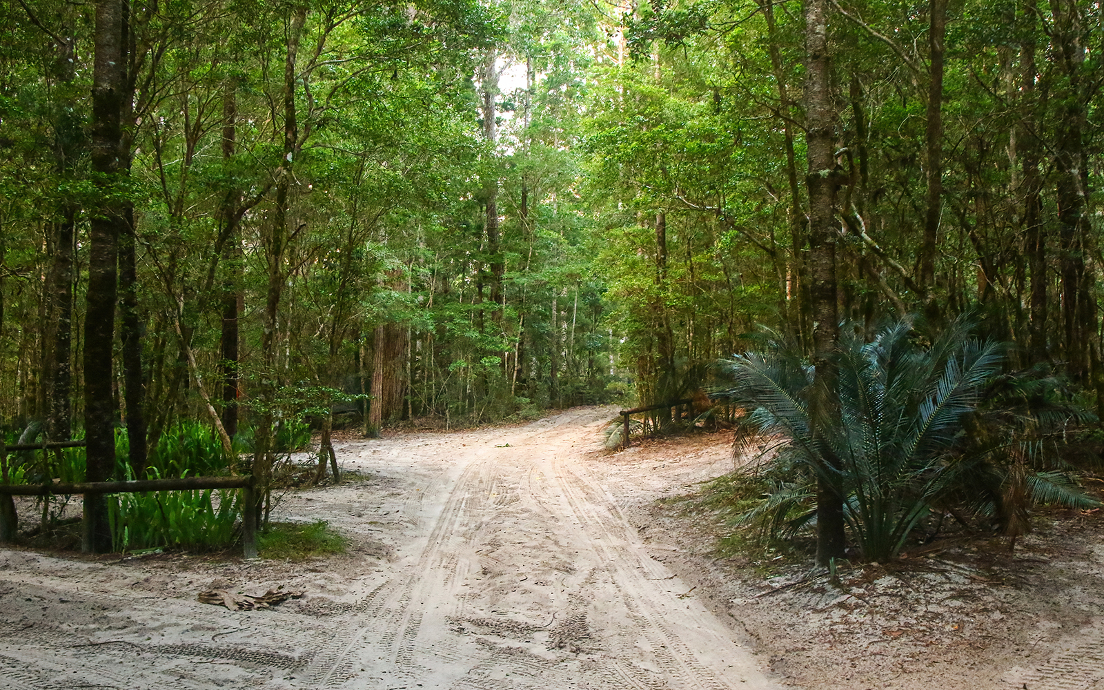 Dirt path through lush rainforest on Fraser Island.