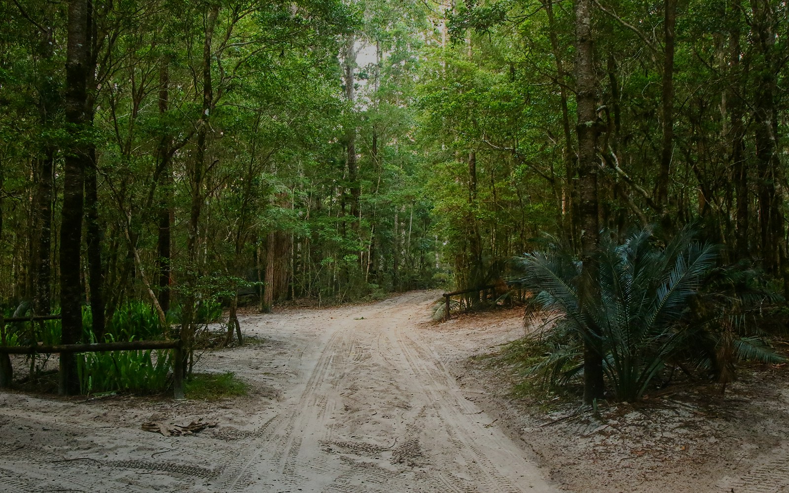 Dirt path through lush rainforest on Fraser Island.