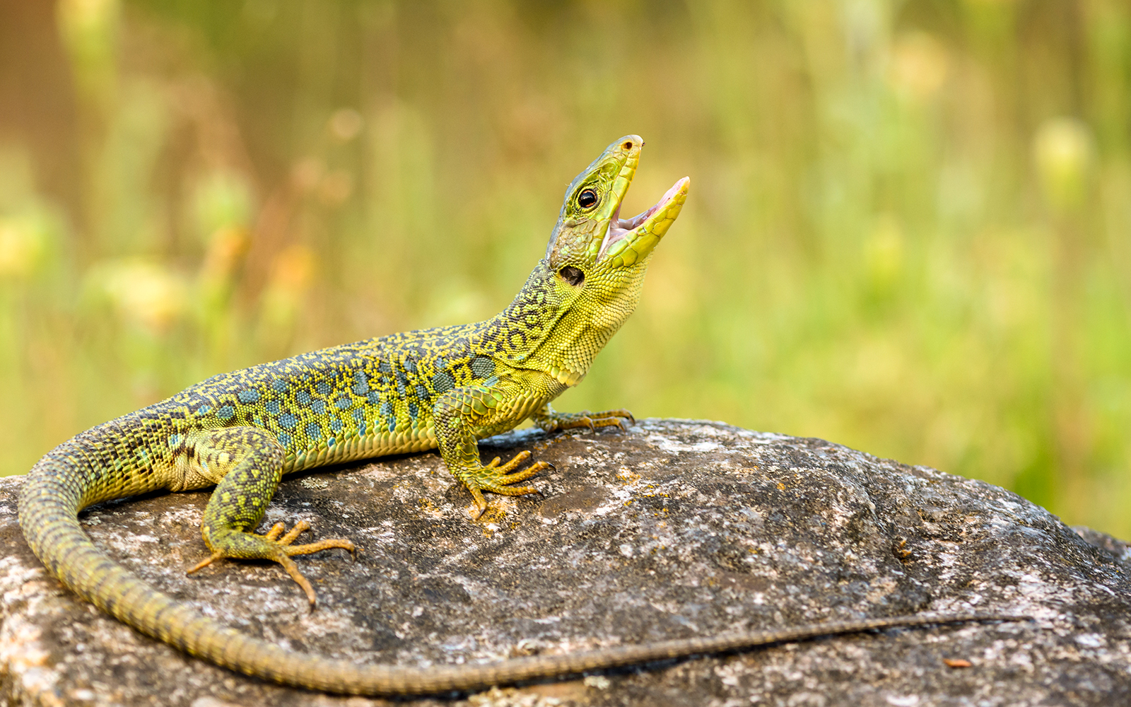 Alpine Zoo, Innsbruck.
