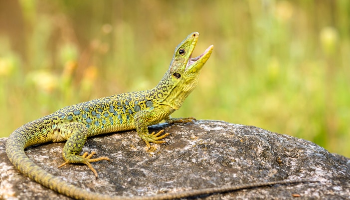 Alpine Zoo, Innsbruck.