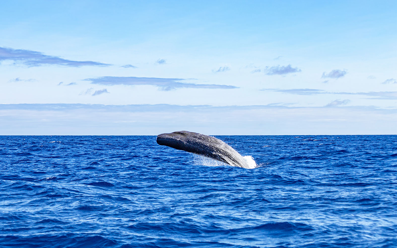 Whale breaching in the ocean during a whale and dolphin watching tour.