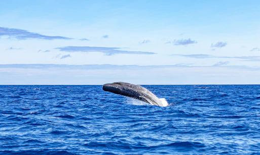 Dolphin Watch Cruises