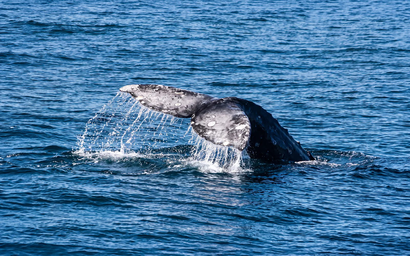 Whale tail emerging from ocean during San Diego whale watching cruise.