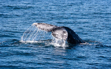 Whale tail emerging from ocean during San Diego whale watching cruise.