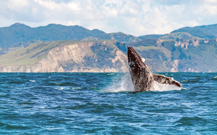 Whale breaching in Kaikoura waters with mountains in the background, New Zealand.