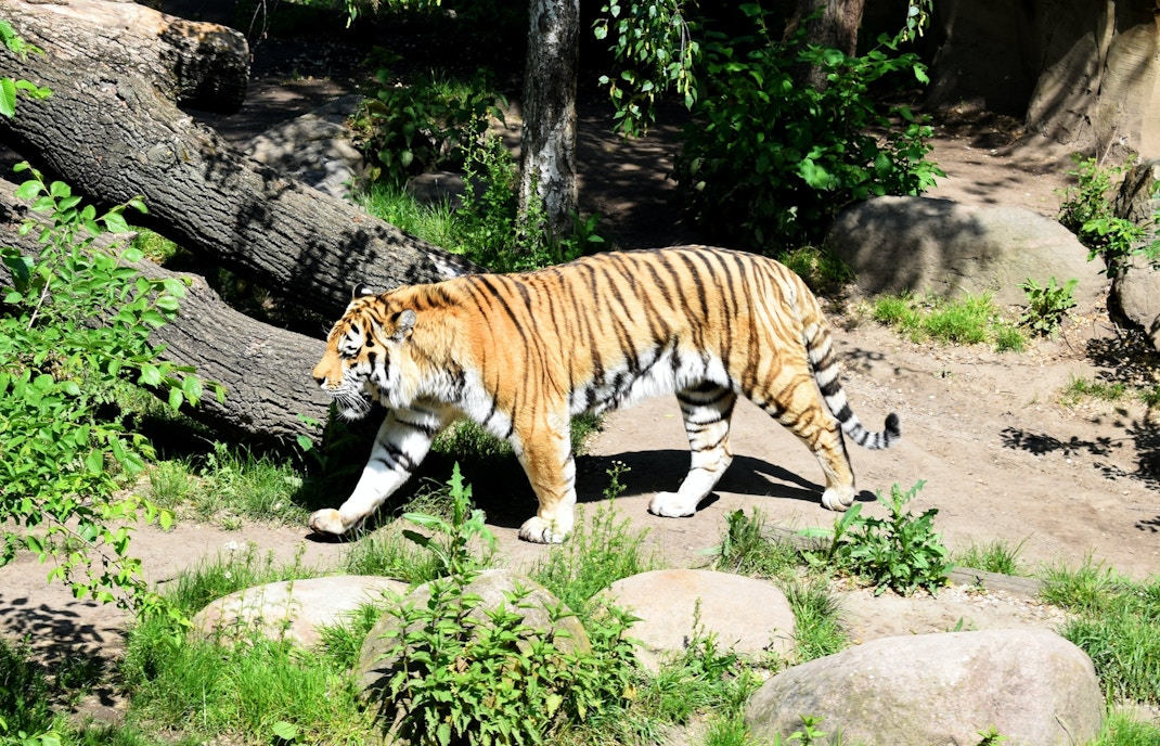 Amur tiger in Bronx Zoo