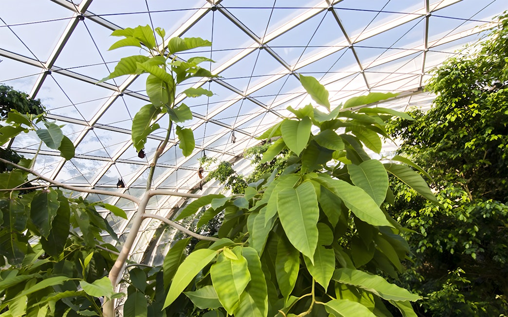 Tropical plants inside the Schönbrunn Zoo greenhouse, Vienna.