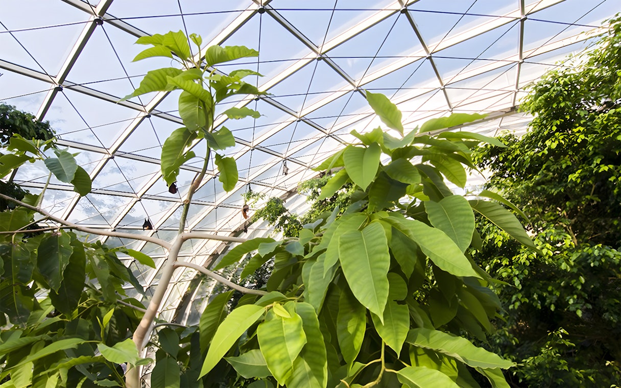 Tropical plants inside the Schönbrunn Zoo greenhouse, Vienna.
