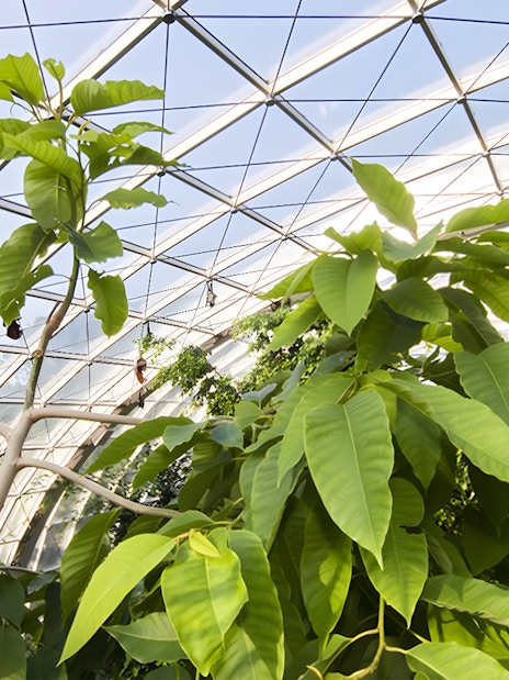Tropical plants inside the Schönbrunn Zoo greenhouse, Vienna.