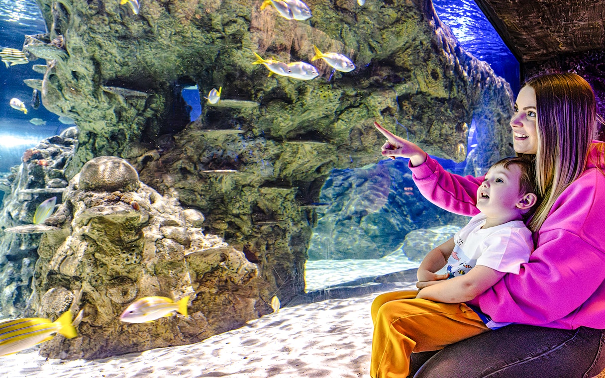 Guests observing fish at SEA Life Brighton aquarium.