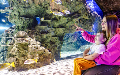Guests observing fish at SEA Life Brighton aquarium.