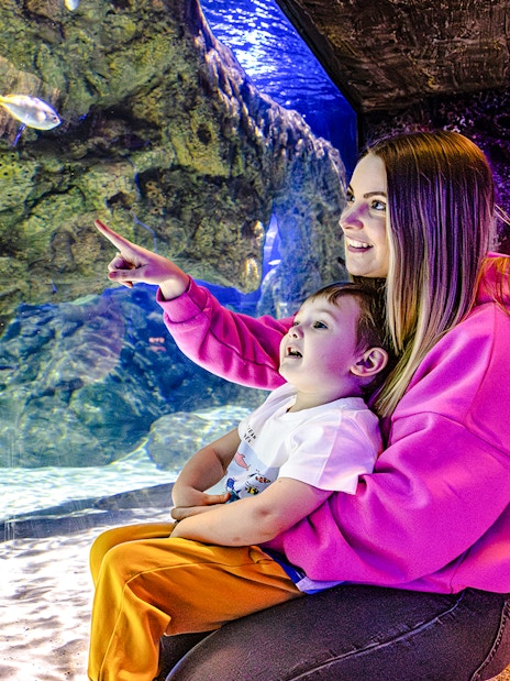 Guests observing fish at SEA Life Brighton aquarium.