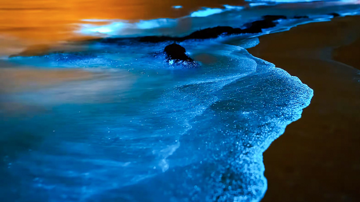 Bioluminescent waves glowing on a beach at night.