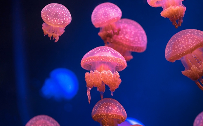 Jellyfish at Genoa Aquarium, part of Combo: Genoa Aquarium + 24-Hour Hop-on Hop-off Genoa Bus Tickets.