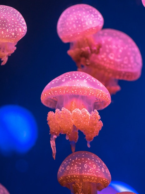 Jellyfish at Genoa Aquarium, part of Combo: Genoa Aquarium + 24-Hour Hop-on Hop-off Genoa Bus Tickets.