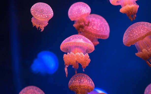 Jellyfish at Genoa Aquarium, part of Combo: Genoa Aquarium + 24-Hour Hop-on Hop-off Genoa Bus Tickets.