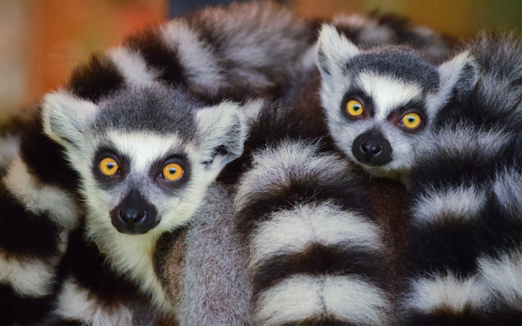 Ring-tailed lemurs at Okinawa Neo Park.