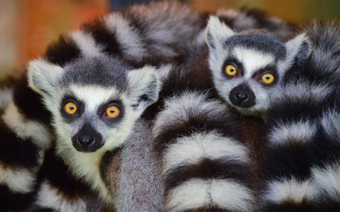 Ring-tailed lemurs at Okinawa Neo Park.