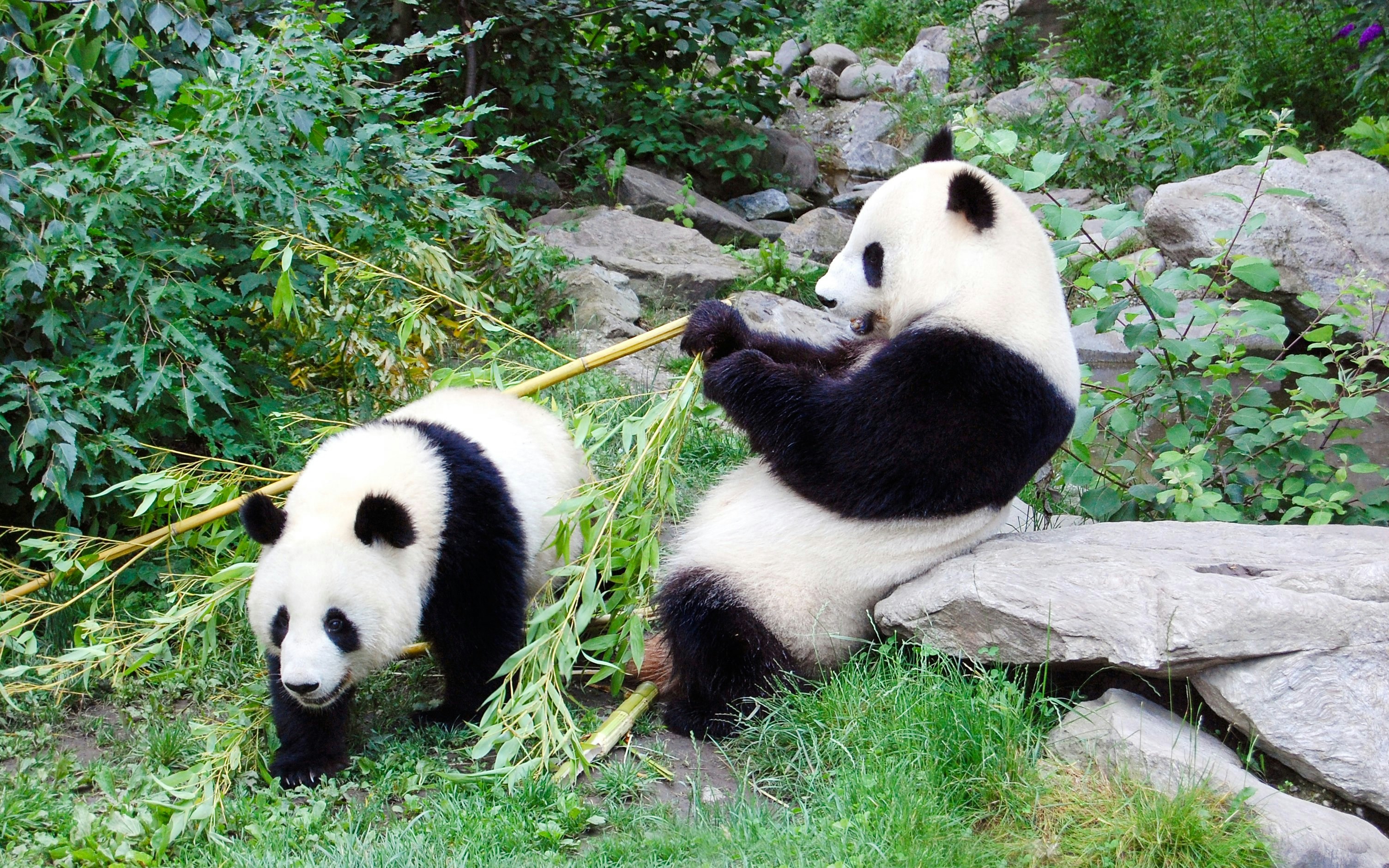 Pandas eating bamboo at Vienna Zoo.
