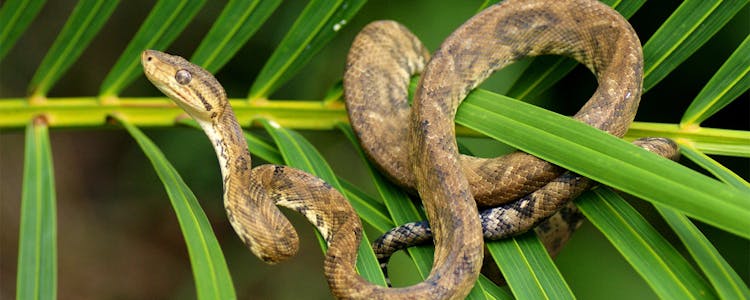 Constricting Boa