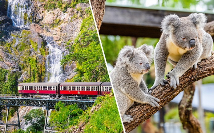 Train crossing a bridge near a waterfall and two koalas on a tree branch in a zoo.