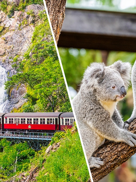 Train crossing a bridge near a waterfall and two koalas on a tree branch in a zoo.