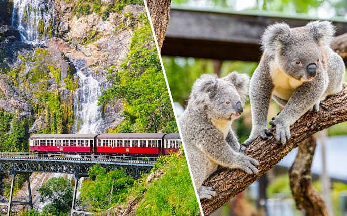 Train crossing a bridge near a waterfall and two koalas on a tree branch in a zoo.