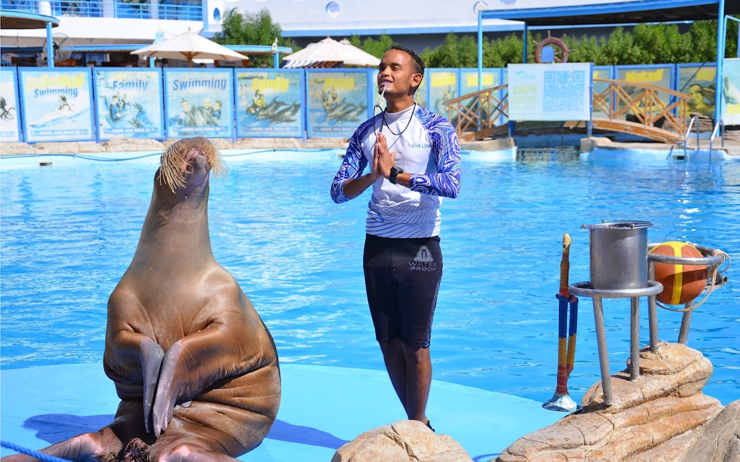 Walrus and instructor performing at Hurghada Dolphin Show, Egypt Dolphin World.
